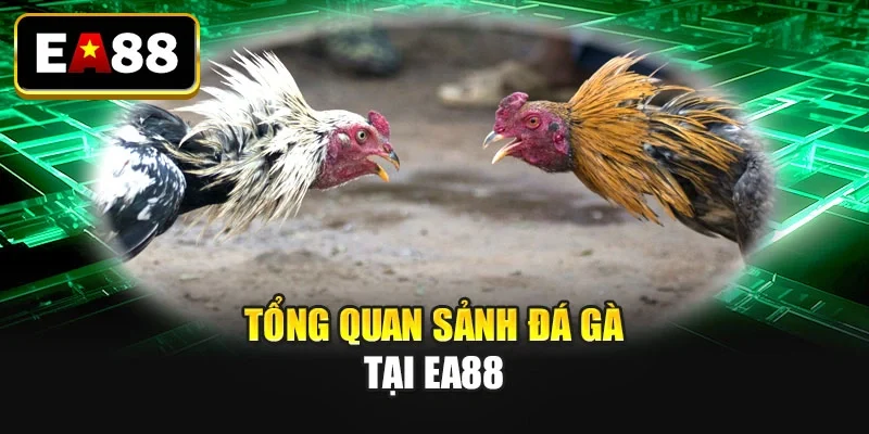 Tổng quan sảnh đá gà tại EA88 Tổng quan sảnh đá gà tại EA88