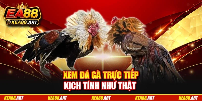 Xem đá gà trực tiếp kịch tính như thật Xem đá gà trực tiếp kịch tính như thật